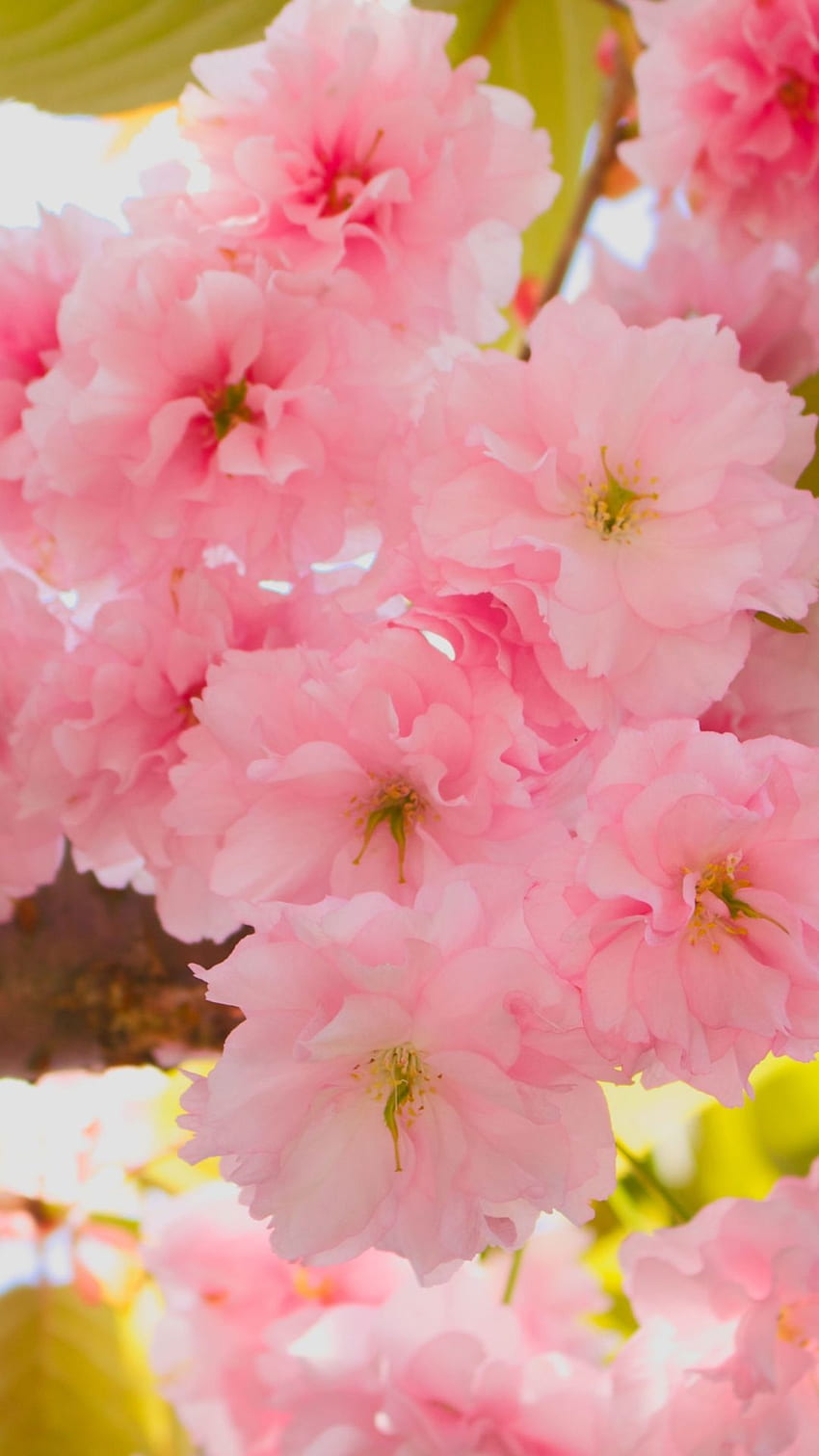 Cherry Blossom Pink Flowers Trees Branches Blur Background 4K HD Flowers  Wallpapers  HD Wallpapers  ID 115321