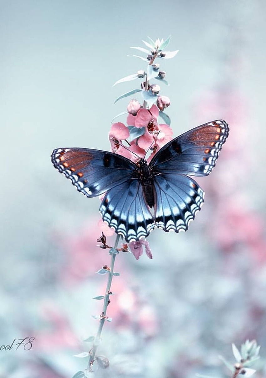 Kathifee World: “ Leibhaftige: “ Die Engel Können Fliegen, Weil Sie Sich Leichtnehmen. GILBERT KEI. Butterfly , Butterfly , Beautiful Butterflies, Butterfly graphy HD phone wallpaper