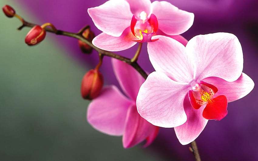 orchidea.. Fioletowa orchidea Kwiaty dla Tapeta HD