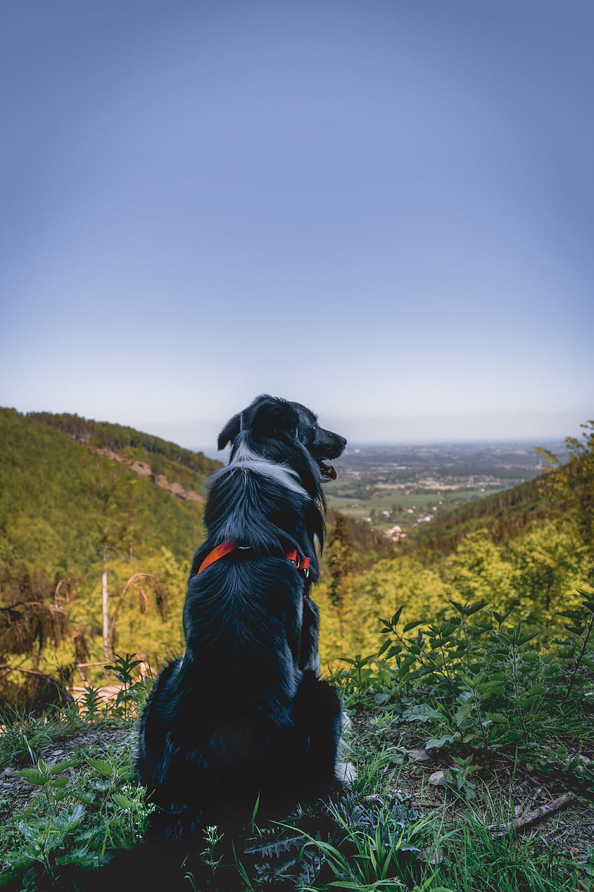 Tiere, Berge, Scheitelpunkt, Spitze, Hund, Sitzt, Sitzt HD-Handy-Hintergrundbild