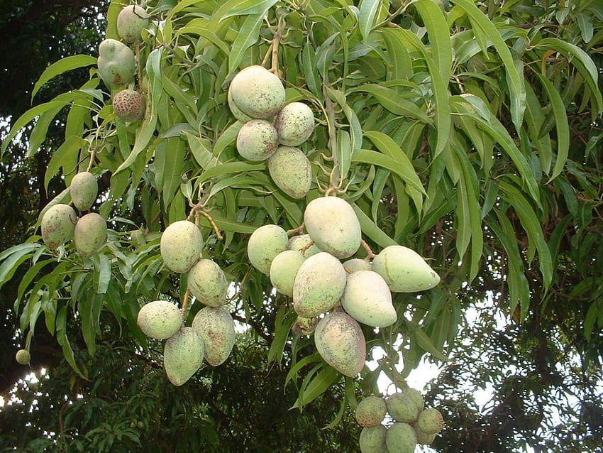 Mangifera indica: 나무에 있는 인도 망고. 퍼블릭 도메인 HD 월페이퍼
