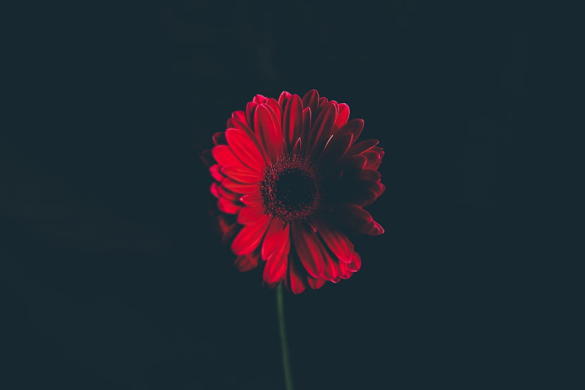 Blumen, Blume, Knospe, schwarzer Hintergrund, Stängel, Stiel HD-Hintergrundbild