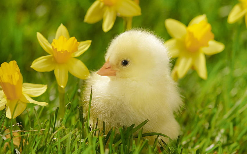Cute Baby Ducklings 8883 in Animals cicom [] for your , Mobile & Tablet. Explore Duck . Duck , Ducks Unlimited HD wallpaper