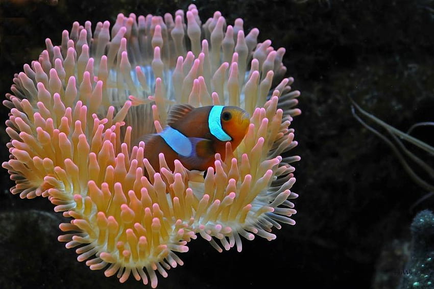 Anemone Fish, colorful, coral, fish, under water, ocean HD wallpaper