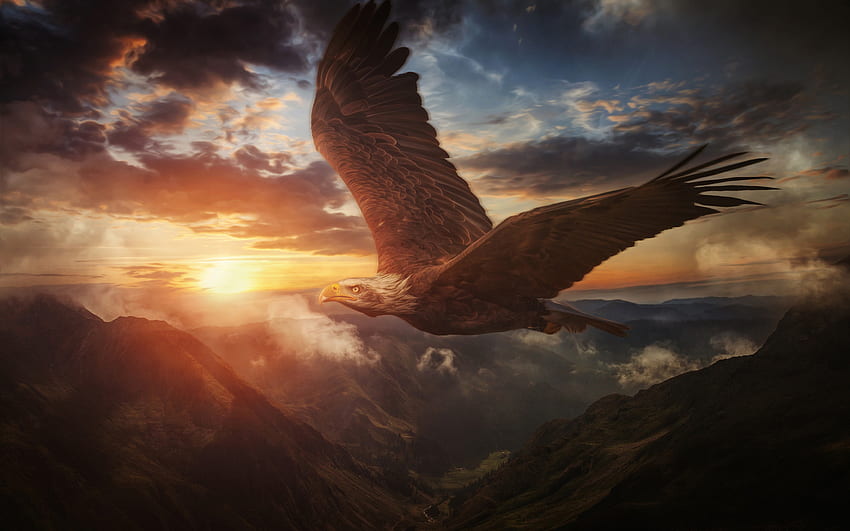 Bald eagle, eagle in flight, painted Bald eagle, evening, sunset, USA symbol, birds of prey for with resolution . High Quality , Eagle Flying HD wallpaper