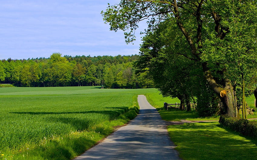 Natur, Bäume, Gras, Sommer, Straße, Grün, Feld HD-Hintergrundbild