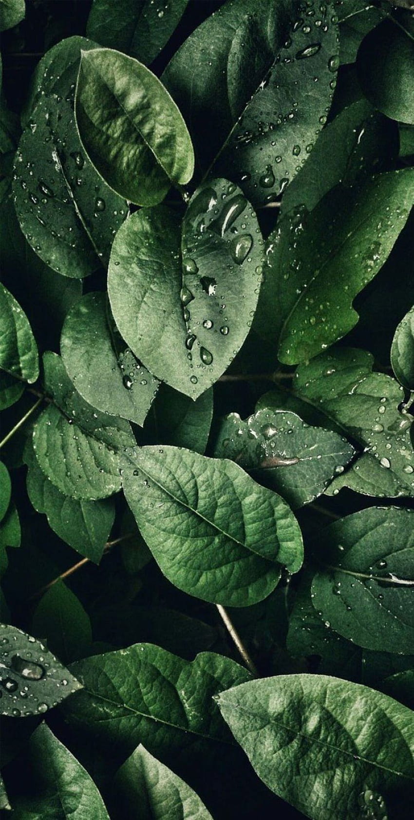 Tropical Leaves, Botanicals, Leaf Phone - Idea HD phone wallpaper