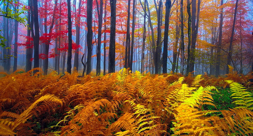 秋の色、カラフル、秋、木、色、秋、美しい、森 高画質の壁紙