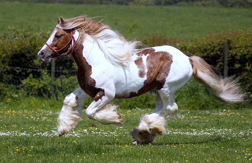 Zwierzęta, trawa, grzywa, koń, bieg, bieganie, wyścigi konne Tapeta HD
