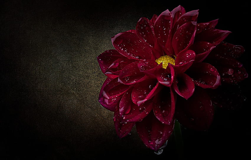 flower, drops, macro, petals, black background, scarlet, Dahlia, water drops, raspberry, lush, Burgundy for , section цветы - HD wallpaper