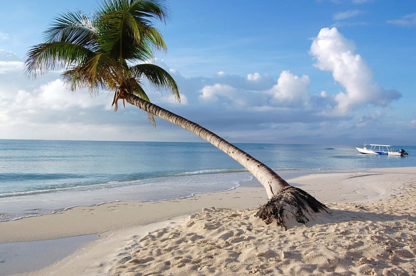 Palmeira, mar, palmas, areia, trópicos, palma, praias, praia, Maldivas, céu, palmeiras papel de parede HD