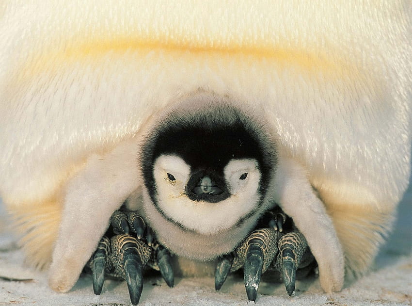 Животни, пингвини, пингвин, пиленце, гнездо, север, малко пингвинче HD тапет