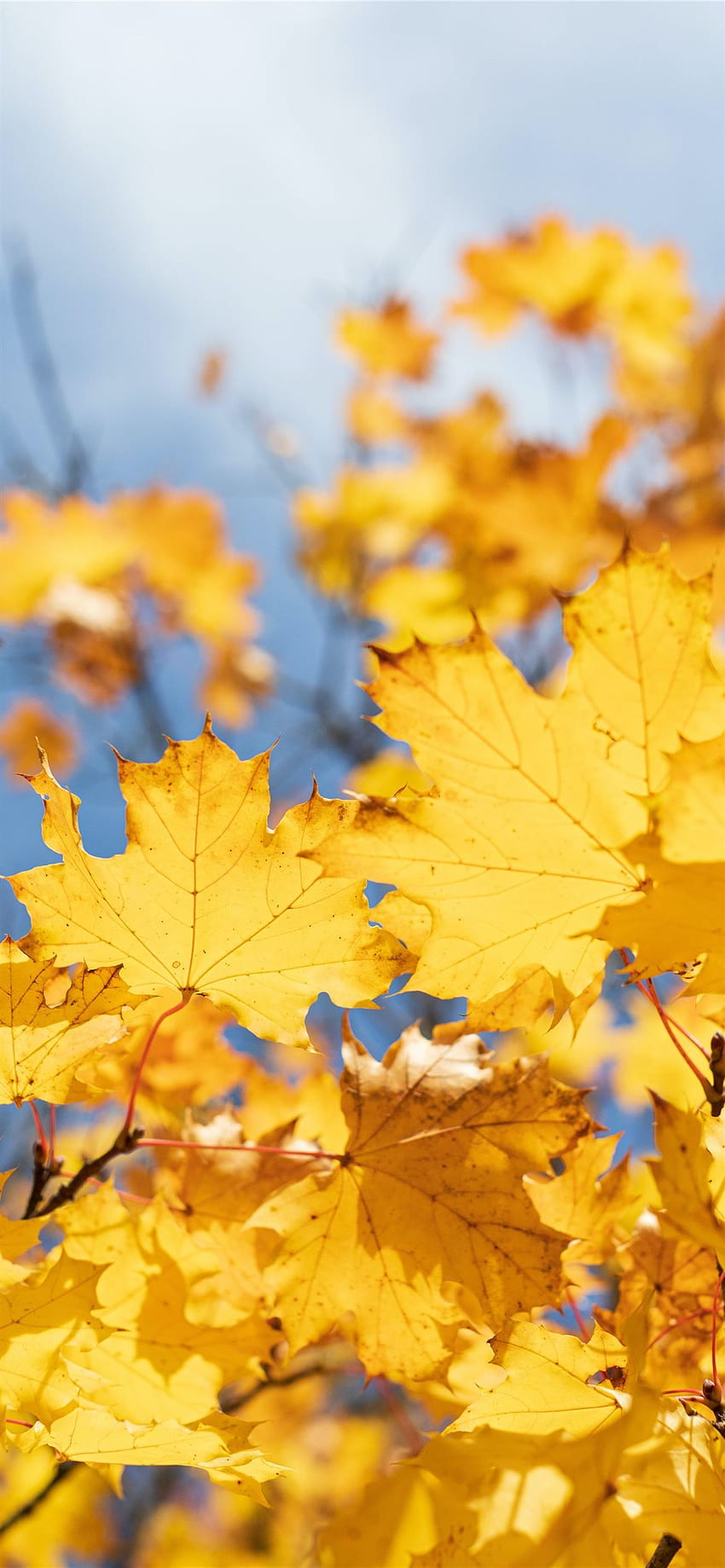 yellow maple leaves iPhone 12 , Yellow Leaf HD phone wallpaper