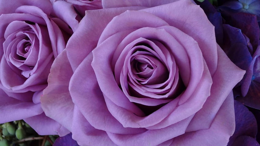 Lavender Roses, purple, flowers, roses, lavender HD wallpaper