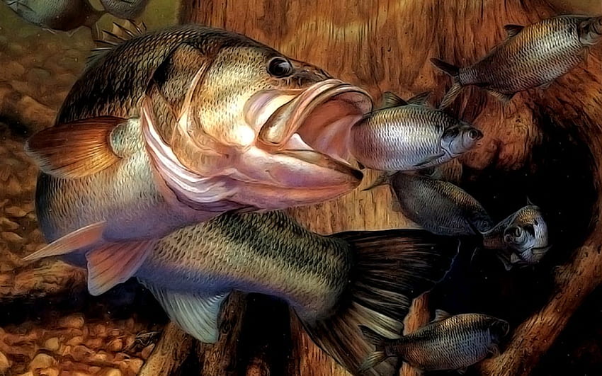 Bass Fish, Background t, Largemouth Bass HD wallpaper