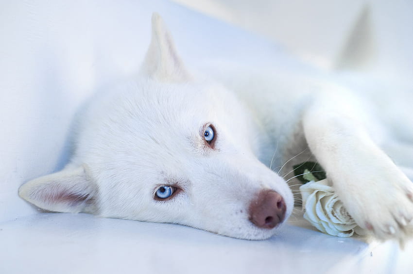 Animais, Cão, Focinho, Husky, Olhos Azuis, Olhos Azuis papel de parede HD