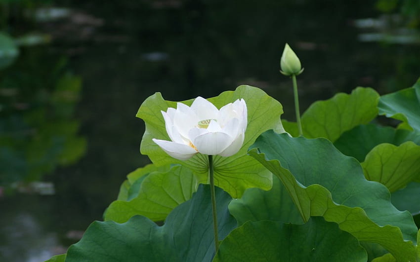 Lotus blanc, blanc, fleur, eau, lys, lotus, étang Fond d'écran HD