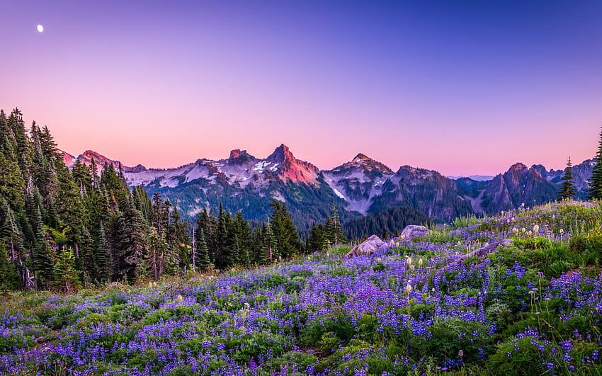 Mount Rainier National Park, sera, tramonto, paesaggio di montagna, montagne, fiori viola di montagna, Washington, Stati Uniti Sfondo HD