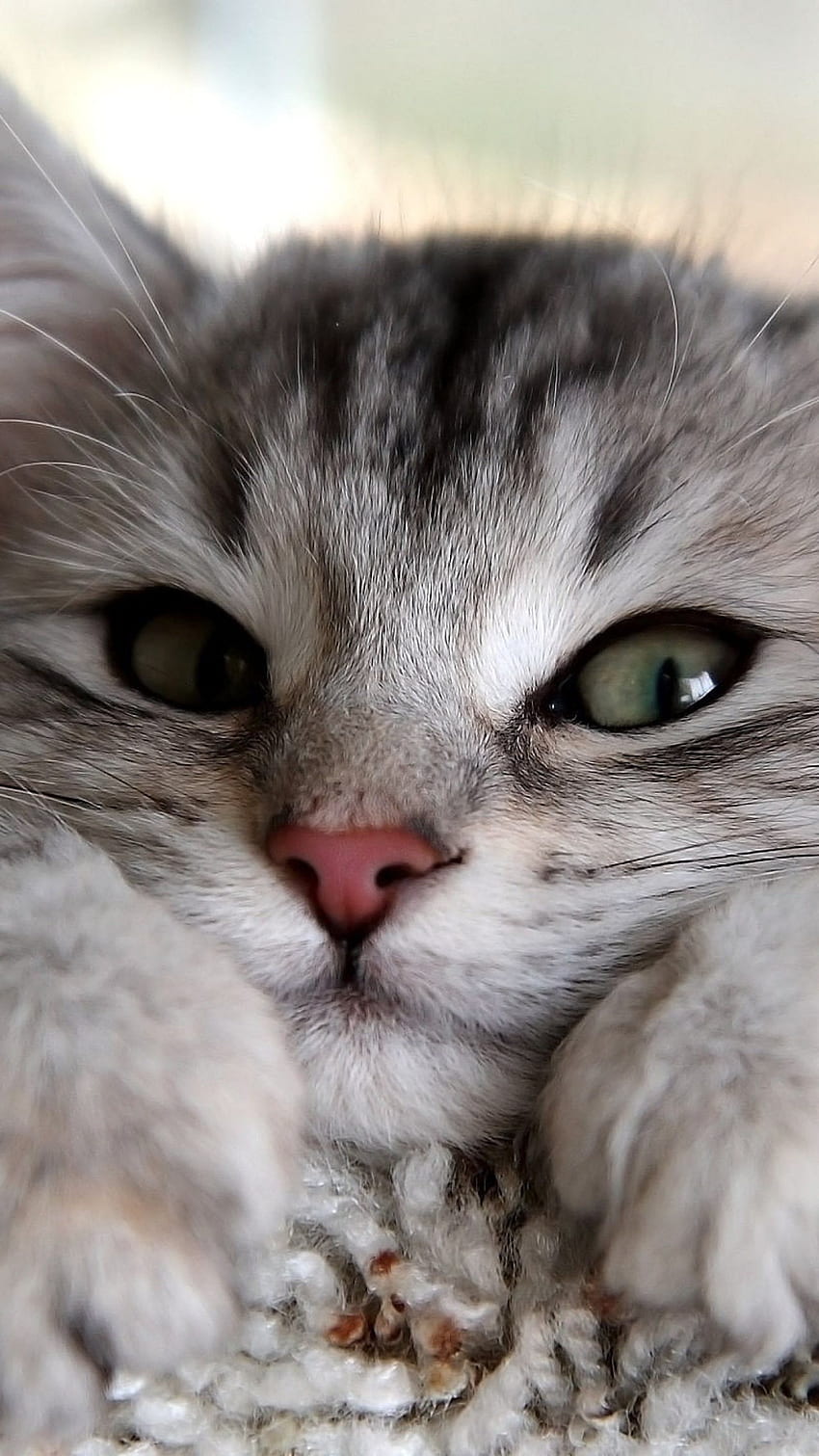 Cute Cats for Google Pixel XL. ., Cute Gray Cats HD phone wallpaper