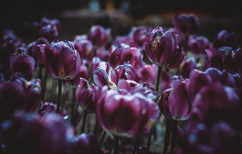 Flowers, Purple, Beautiful, Flowers, Blur, Flora, Blooming, Flora, Close Up, By TheGlory, Maroon Flowers, TheGlory For , Section цветы HD wallpaper
