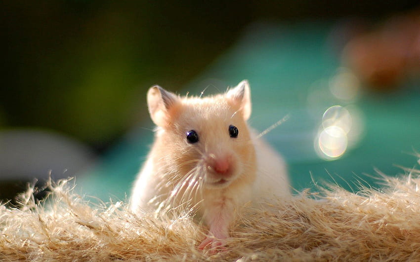Animals, Animal, Nice, Sweetheart, Rodent, Hamster HD wallpaper