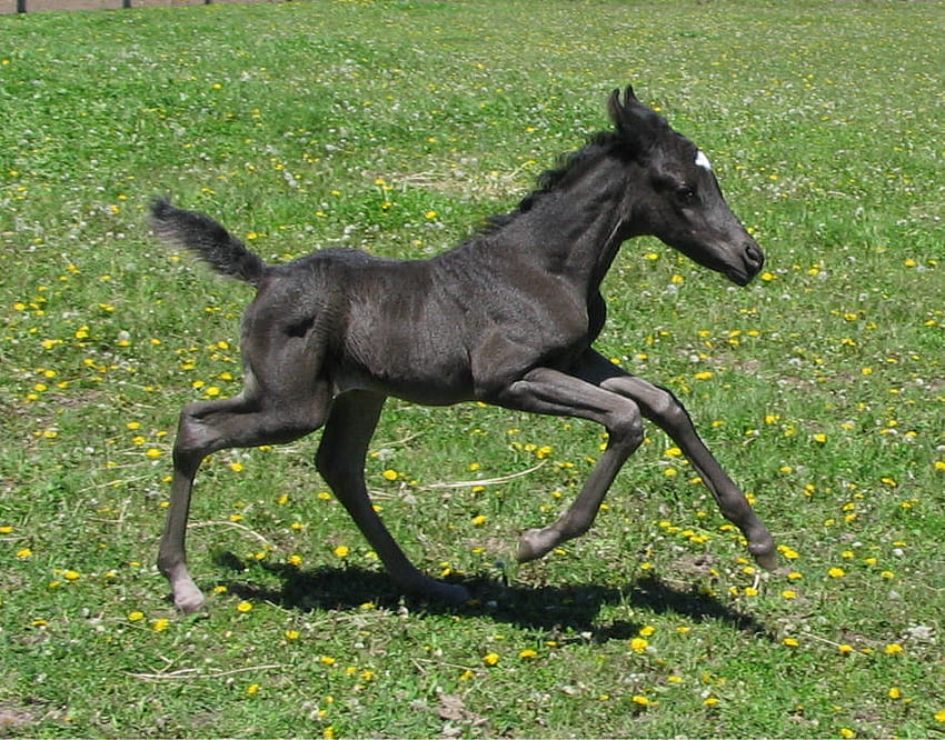 Baby Black Horse Bieganie, konie biegnące, konie, czarne konie, dzikie konie, zwierzęta, mały czarny koń, mały koń, przyroda Tapeta HD