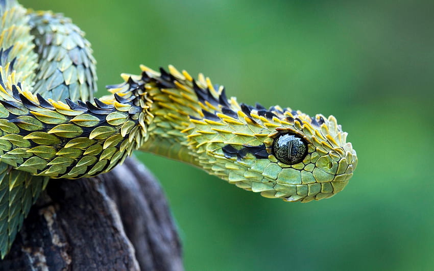 Green Snake 1920×1200 Of Snake (57 ). Adorable . Snake , Beautiful snakes, Viper snake HD wallpaper