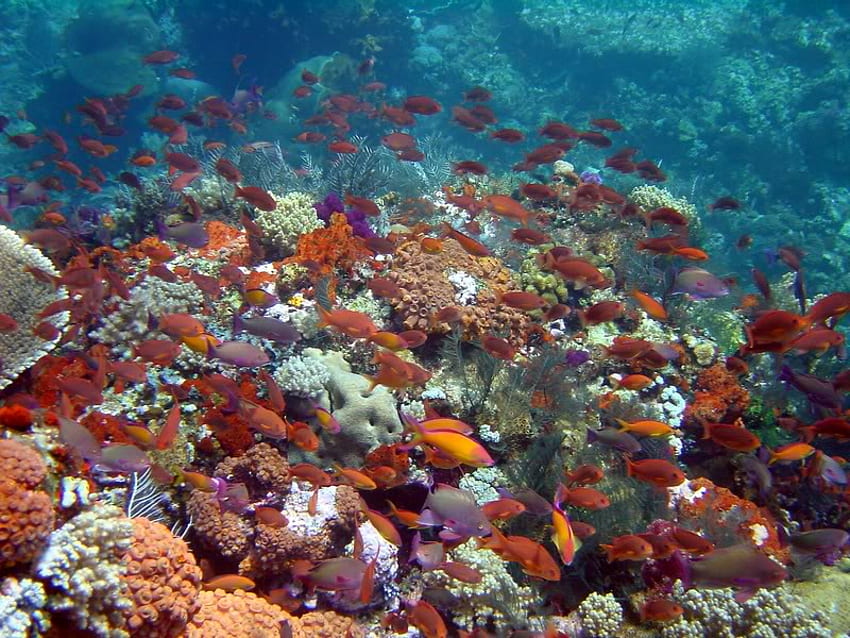 Reef Scene, Komodo Indonesia, barriera corallina, corallo, grappolo, pesce, oceano, roccia Sfondo HD