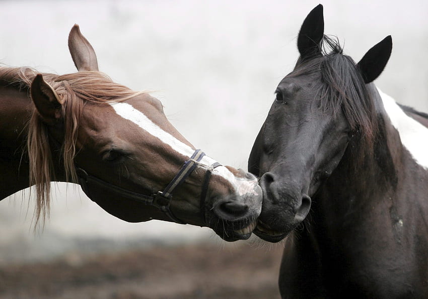 Animali, cavalli, coppia, coppia, criniera, testa, cura, tenerezza, bacio Sfondo HD
