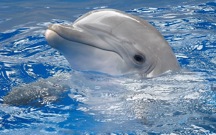 Dolphin, Animals, Water, Head, To Swim, Swim HD wallpaper