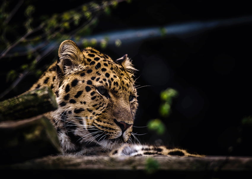 Tiere, Leopard, Schnauze, Raubtier, Raubkatze HD-Hintergrundbild