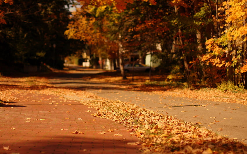 macro, Nature, Leaf, Leaves, Yellow, Trees, Tree, Autumn, Autumn Street HD wallpaper