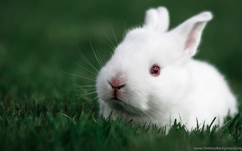 Background White Rabbit Face Green Grass Animal . Background HD ...