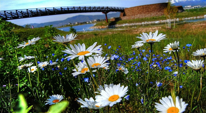 Bunga, Sungai, Camomile, Jembatan, Glade, Polyana Wallpaper HD