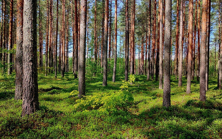 Hutan Pinus, pohon, Latvia, pinus, hutan Wallpaper HD