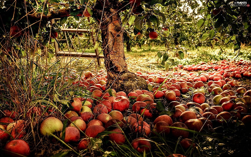 Apple Orchard Background. Apple , Apple iPhone and Vintage Pineapple, Fall Apples HD wallpaper