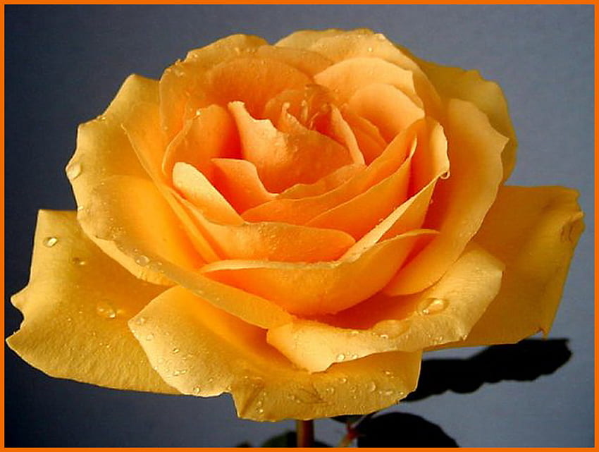 Роза за Цика, синя, роза, жълто, цвете, подарък, злато HD тапет