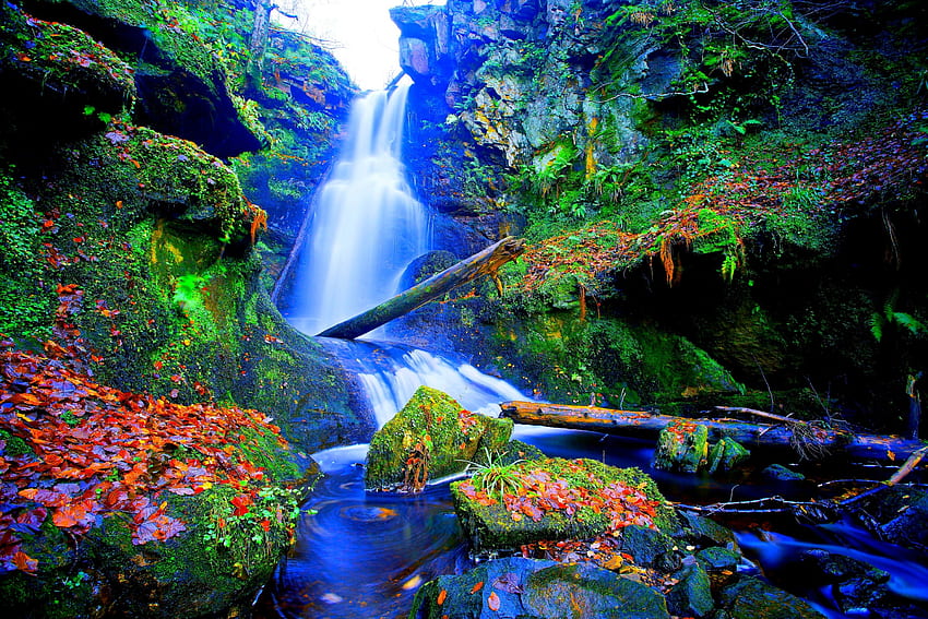 FOREST FALLS, FOREST, LEAVES, FALLS, AUTUMN HD wallpaper
