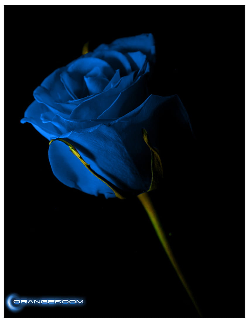 Flores Flores Rosas Rojas [] para tu, Móvil y Tablet. Explore el de rosas azules. de rosa azul, rosa azul, flores azules fondo de pantalla del teléfono