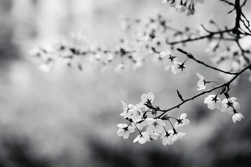 Fuyuki Hirose on Random. Flowers graphy, Cherry, White Cherry Blossom HD wallpaper
