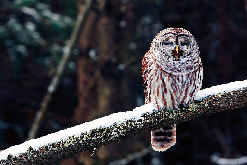 Animals, Owl, Snow, Bird, Sit, Branch, Predator HD wallpaper