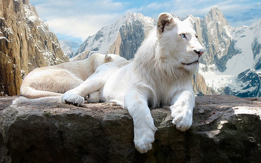 สัตว์, ภูเขา, หิน, นอนลง, นอน, สิงโต, เผือก วอลล์เปเปอร์ HD