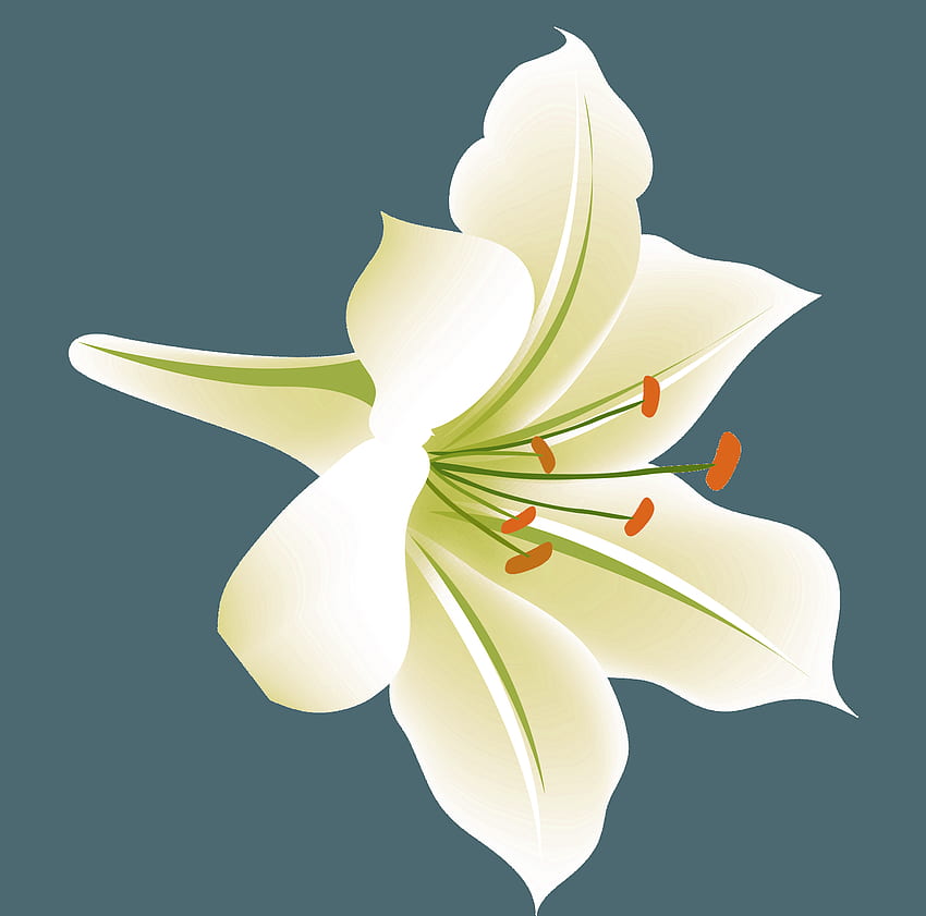Lilium Flower Aesthetics - Estética flor requintada lírio 1658*1640, plantas estéticas brancas papel de parede HD