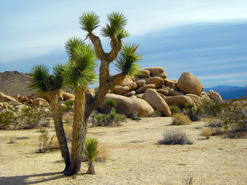 Natur, Kalifornien, Nationalpark, kurzblättrige Yucca, Yukka-Kurzblatt, Joshua-Bäume, Cholla-Kakteen HD-Hintergrundbild