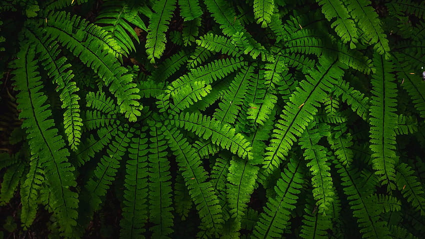 Schöne grüne Farnblätter Äste Natur HD-Hintergrundbild