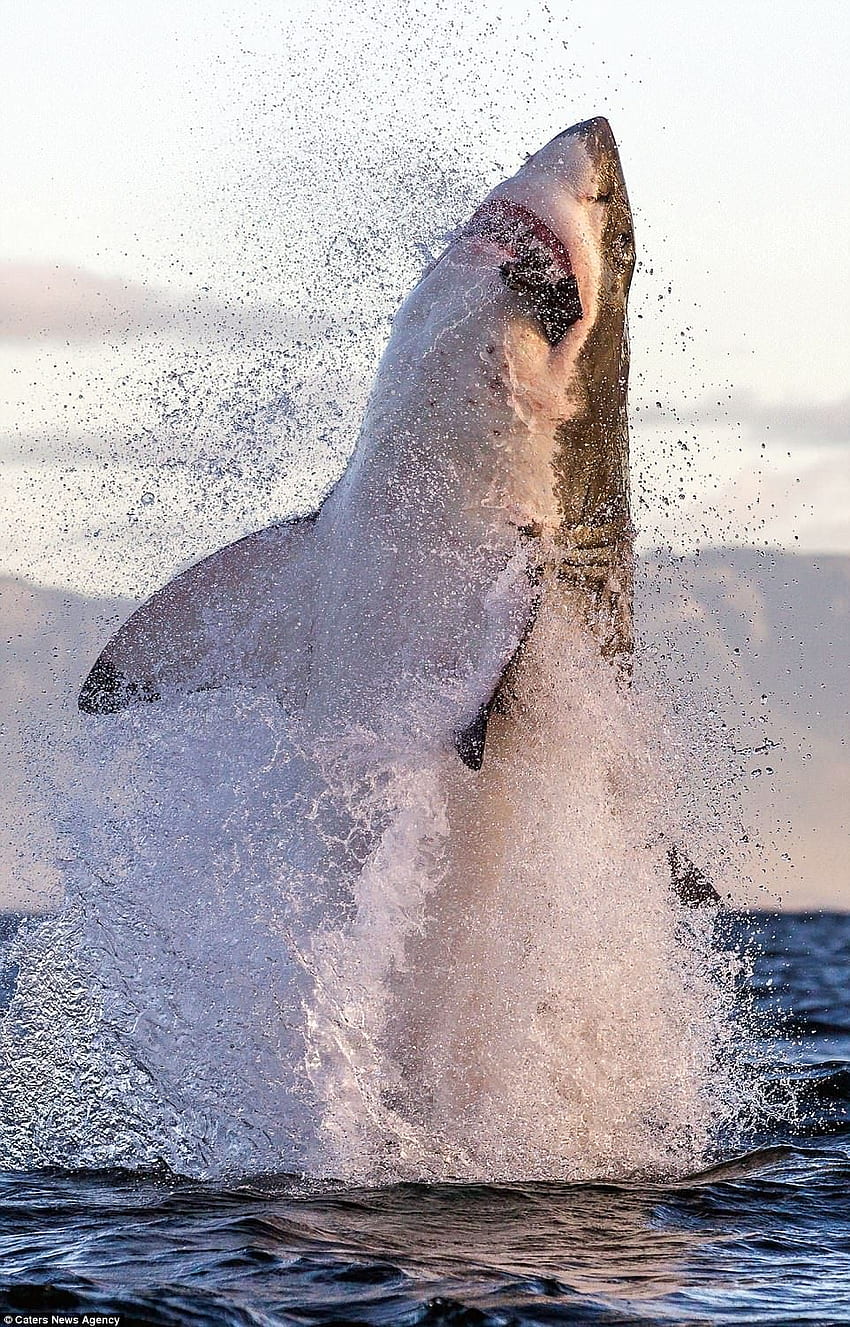 Невероятен момент, когато голяма бяла акула изскача от водата, за да хване тюлен през 2021 г. Атака от голяма бяла акула, бели акули, голяма бяла акула, пробиване на акула HD тапет за телефон