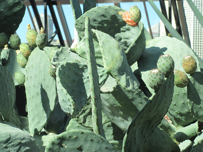 Fruto de cactus, grafía, verde, flores, fruta, cactus fondo de pantalla