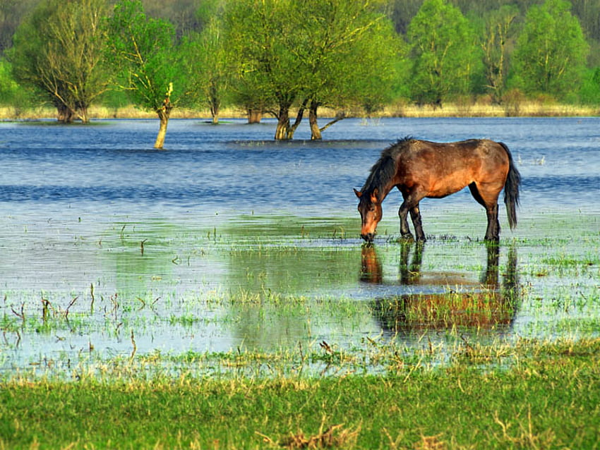 美しい馬、青、甘い、動物、馬、美しい、草、馬、緑、木、自然、水 高画質の壁紙