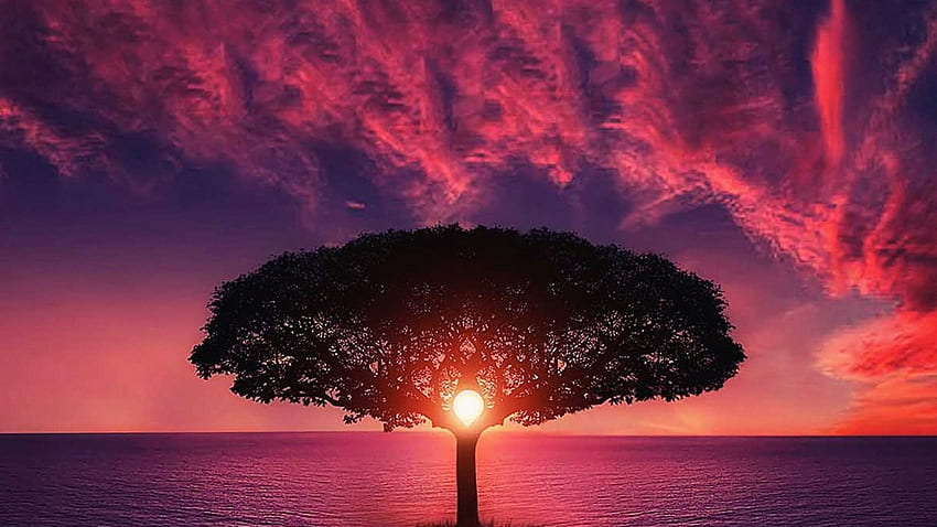 Дърво, залез и лилаво небе -, 1600 X 900 Червен залез HD тапет