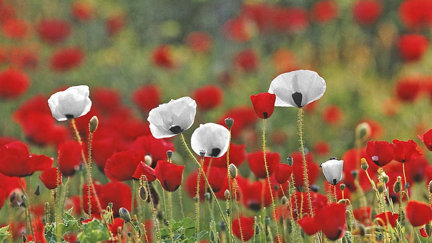 Red and White, poppies, plants, field, blossoms, spring HD wallpaper